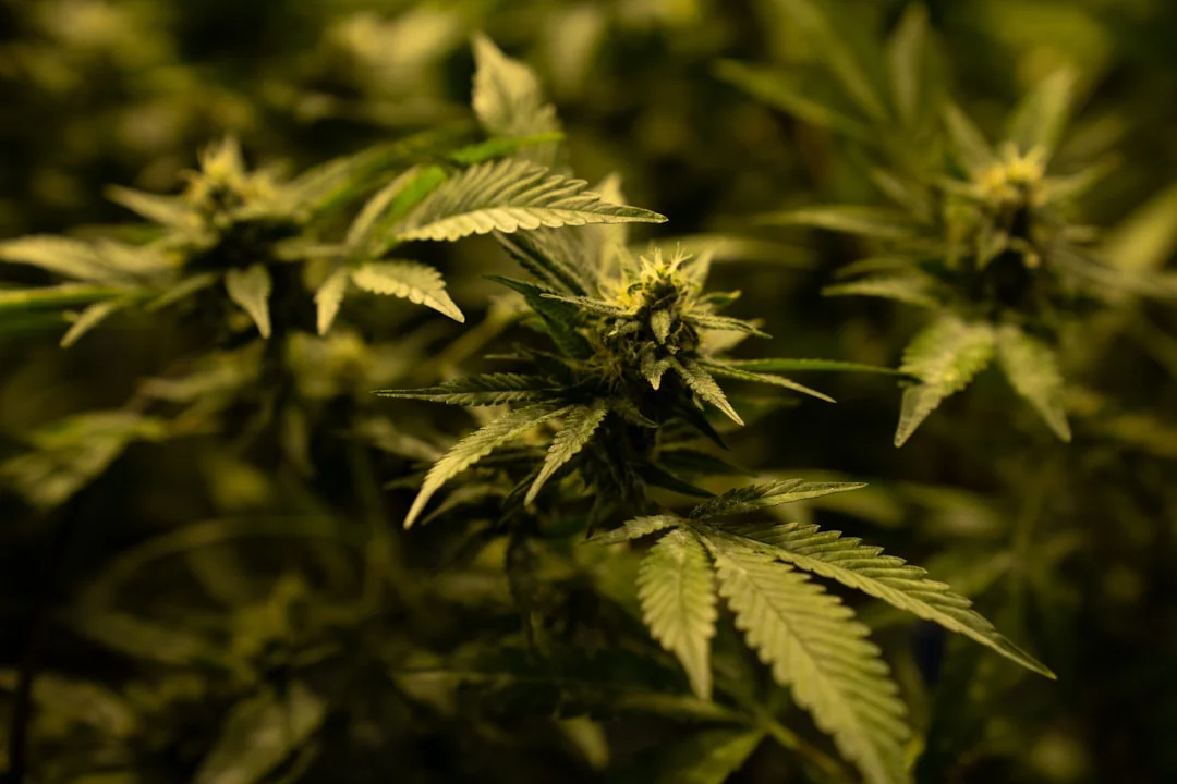 Anxiety cbd in Hemp Oil vs. CBD Oil: Unraveling the Differences anxiety cbd for hemp oil vs. cbd oil: unraveling the differences