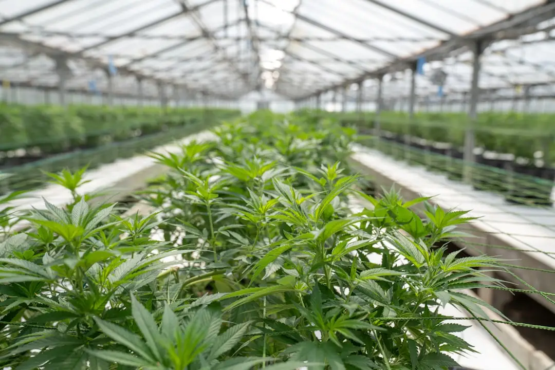 Bioavailability cbd in Finding Your Sweet Spot: How to Choose the Right CBD Strength bioavailability cbd for finding your sweet spot: how to choose the right cbd strength