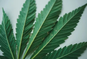 cannabinoid for unlocking wellness: a review of cbd isolate products