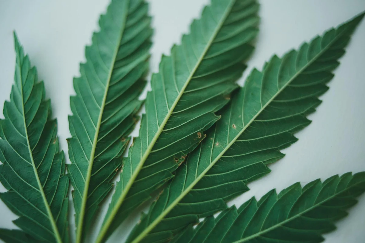 cannabinoid for unlocking wellness: a review of cbd isolate products
