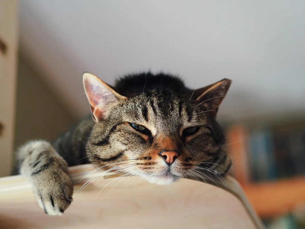 Cannabinoids sleep in Unlocking Sleep: Finding the Top Rated CBD Sleep Products cannabinoids sleep for unlocking sleep: finding the top rated cbd sleep products