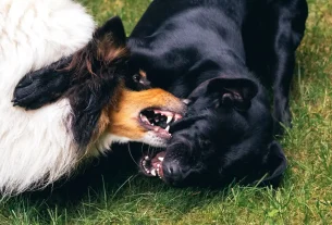 cbd anxiety dogs for finding the best organic cbd oil for your beloved pet