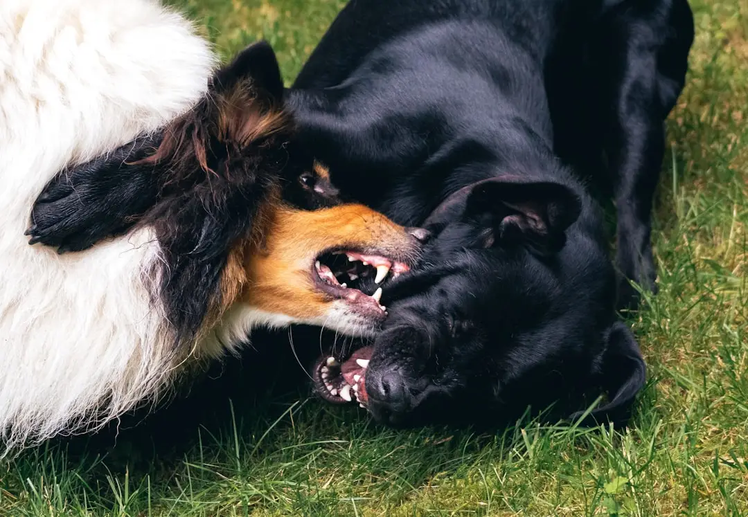cbd anxiety dogs for finding the best organic cbd oil for your beloved pet