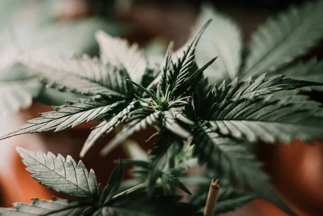 Cbd balm pain in CBD Balm for Back Pain Review: Does It Really Work? cbd balm pain for cbd balm for back pain review: does it really work?