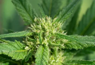 cbd benefits for unlock optimal benefits: the best time of day to take cbd oil