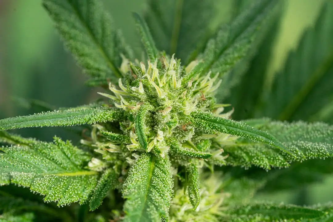 cbd benefits for unlock optimal benefits: the best time of day to take cbd oil