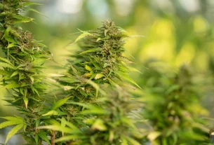 cbd benefits for finding the best cbd oil: quality & affordability in 2025