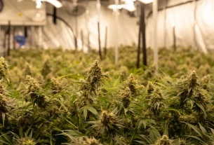 cbd concentration for discovering the strongest cbd oils on the market: a health-focused guide