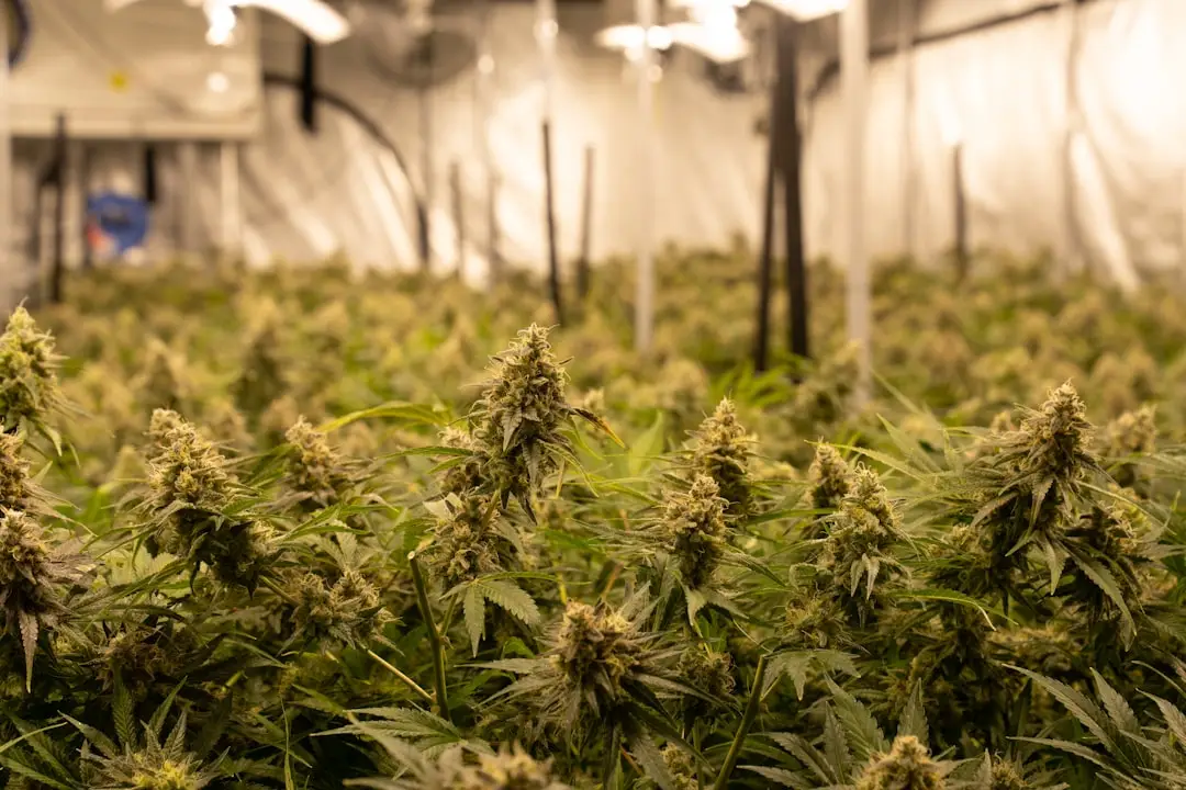 cbd concentration for discovering the strongest cbd oils on the market: a health-focused guide