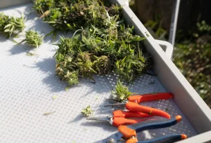 cbd gummies for finding cbd edibles that actually work: a health-conscious guide