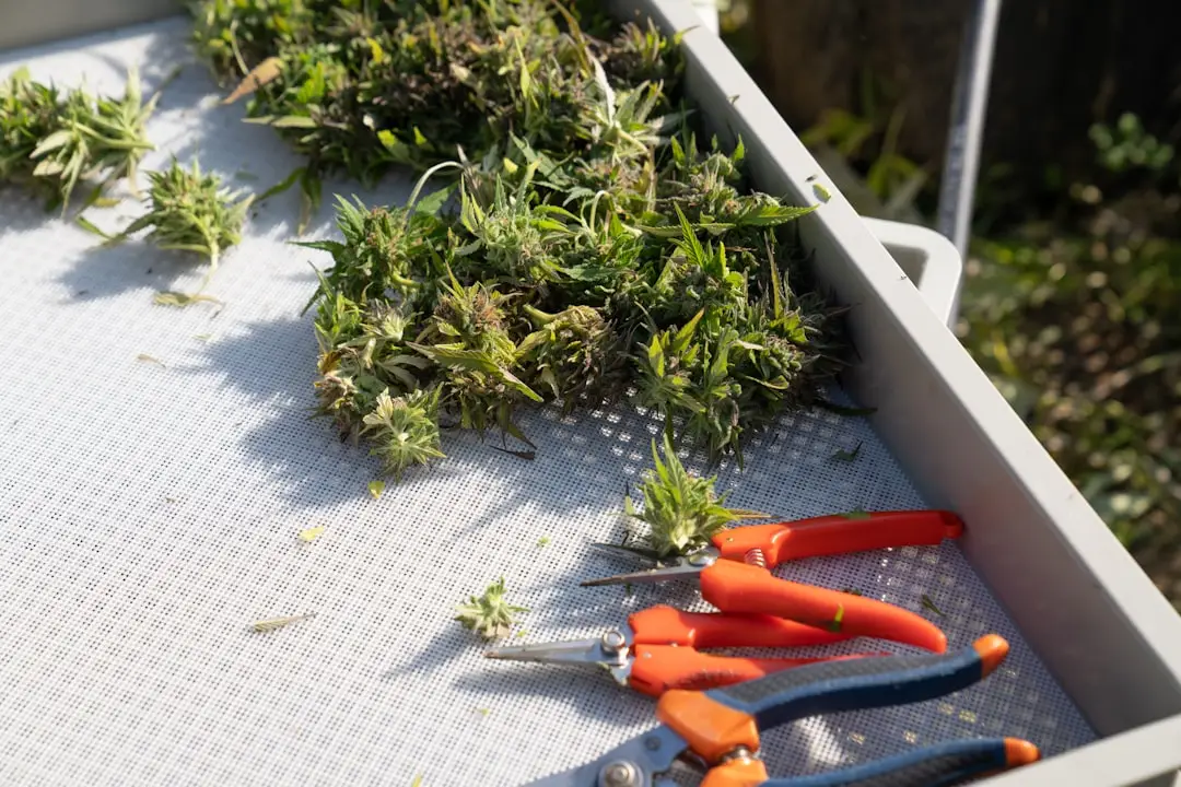 cbd gummies for finding cbd edibles that actually work: a health-conscious guide