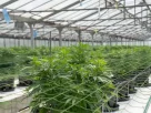 cbd make for can cbd make you feel high? unpacking the truth in 2025