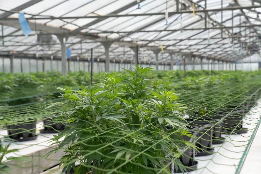 cbd make for can cbd make you feel high? unpacking the truth in 2025