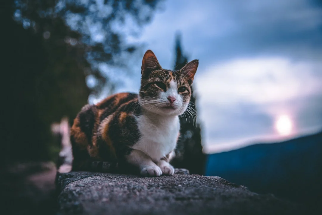 Cbd oil cats in The Best Organic CBD Oil for Pets: A Comprehensive Guide cbd oil cats for the best organic cbd oil for pets: a comprehensive guide