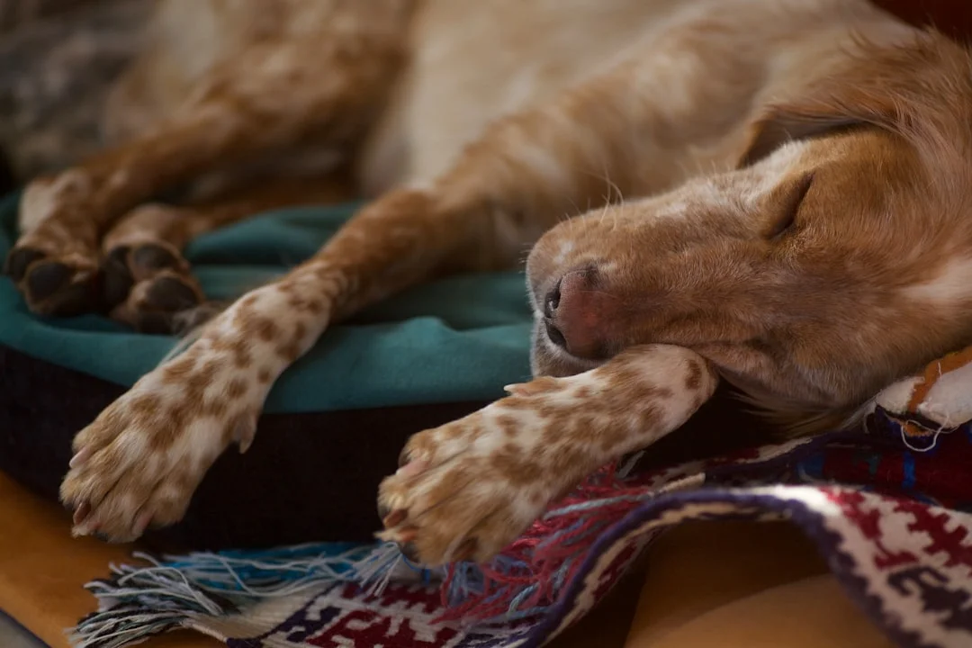 cbd sleep for unlocking calm: exploring the benefits of cbd for stress relief