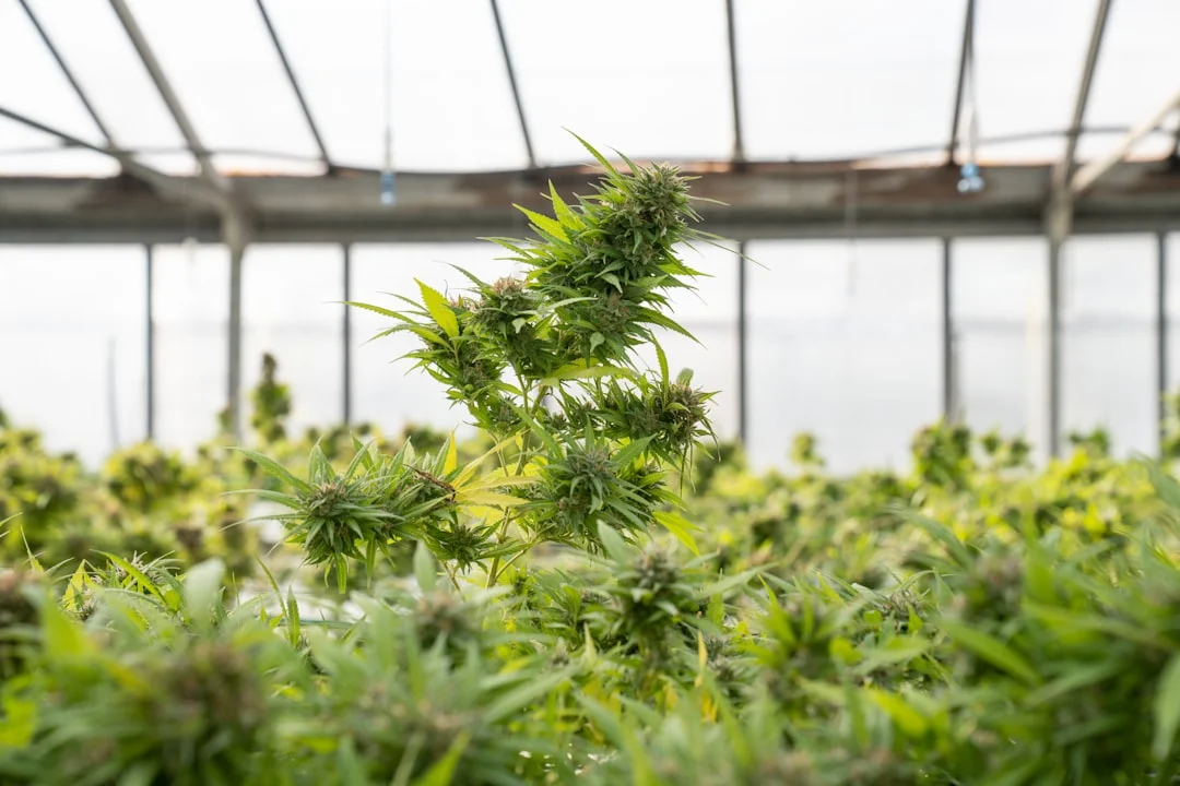 Co2 extraction cbd in Finding the Best CBD Brands for Inflammation: A Guide co2 extraction cbd for finding the best cbd brands for inflammation: a guide