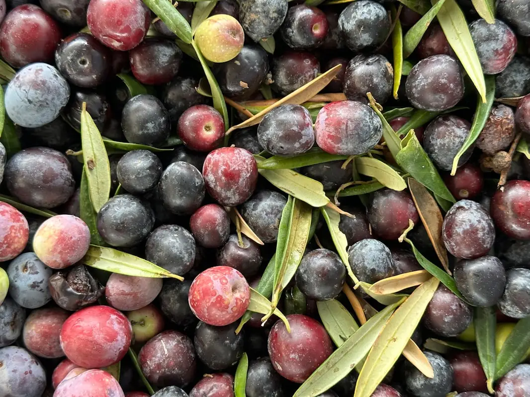 diet inflammation for delicious foods to reduce inflammation and pain