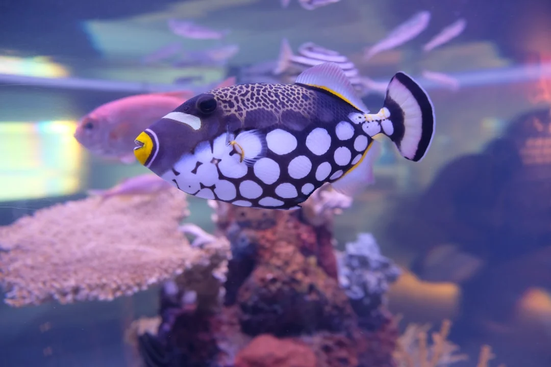 Fish oil benefits in Unlock the Benefits of Omega-3: A Dietary Dive fish oil benefits for unlock the benefits of omega-3: a dietary dive