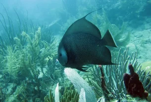fish oil benefits for unlock the benefits of omega-3: a dietary dive