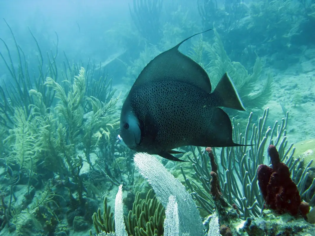 fish oil benefits for unlock the benefits of omega-3: a dietary dive