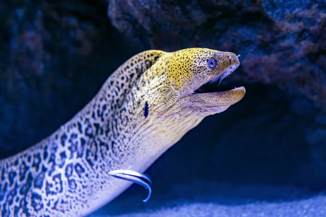 Fish oil benefits in Unlock the Benefits of Omega-3: A Dietary Dive fish oil benefits for unlock the benefits of omega-3: a dietary dive