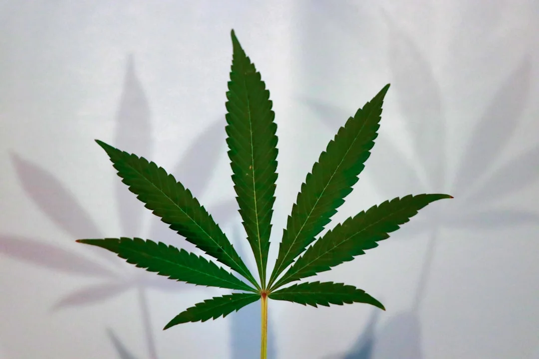 Hemp derived cbd in Can CBD Make You Feel High? Unpacking the Truth in 2025 hemp derived cbd for can cbd make you feel high? unpacking the truth in 2025
