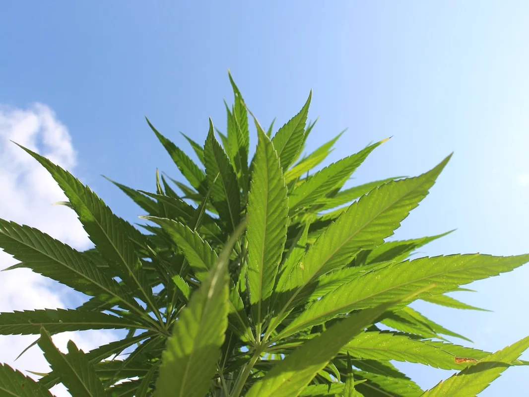 Hemp derived cbd in Is CBD Legal in the United States? A 2025 Guide hemp derived cbd for is cbd legal in the united states? a 2025 guide
