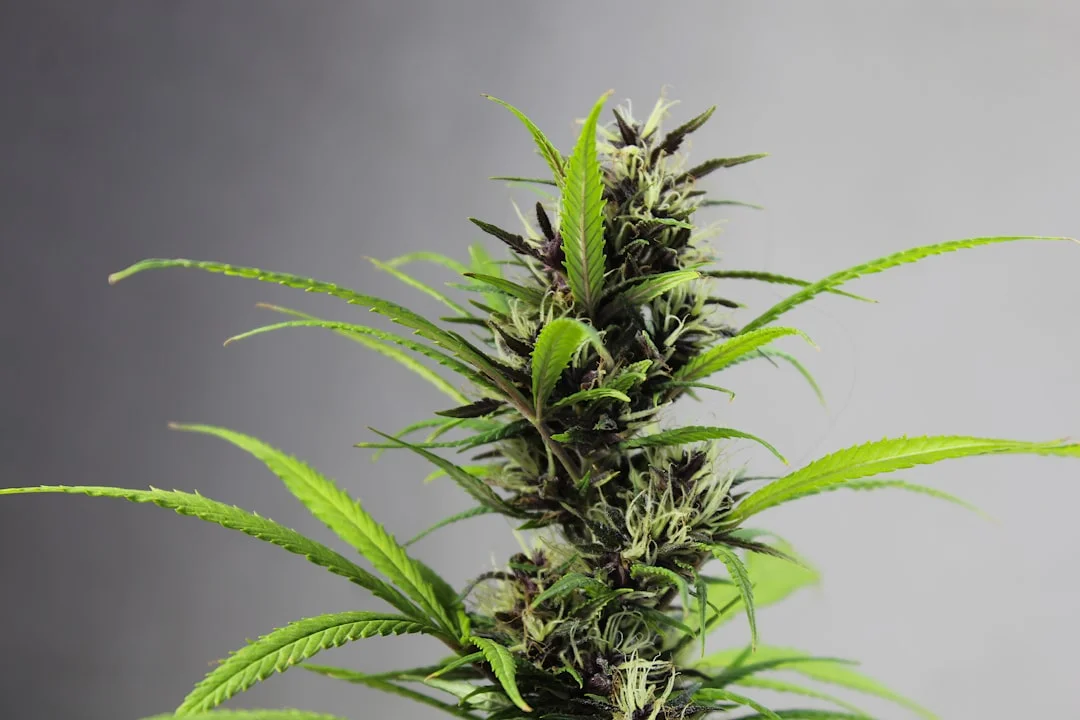Hemp derived cbd in Delta 9 vs CBD: Untangling the Differences for Wellness hemp derived cbd for delta 9 vs cbd: untangling the differences for wellness