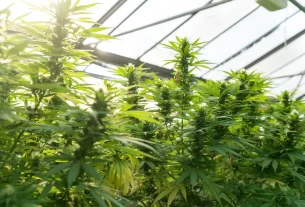 marijuana for delta 9 vs cbd: untangling the differences for wellness