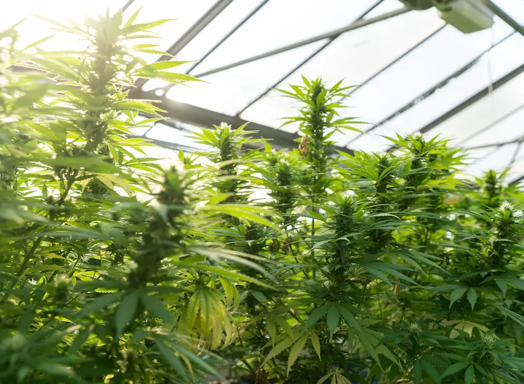 marijuana for delta 9 vs cbd: untangling the differences for wellness