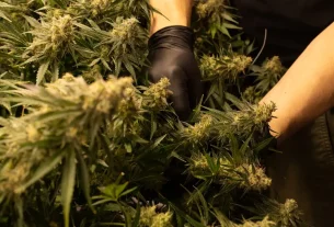much cbd for cbd for beginners: what dosage is right for you?
