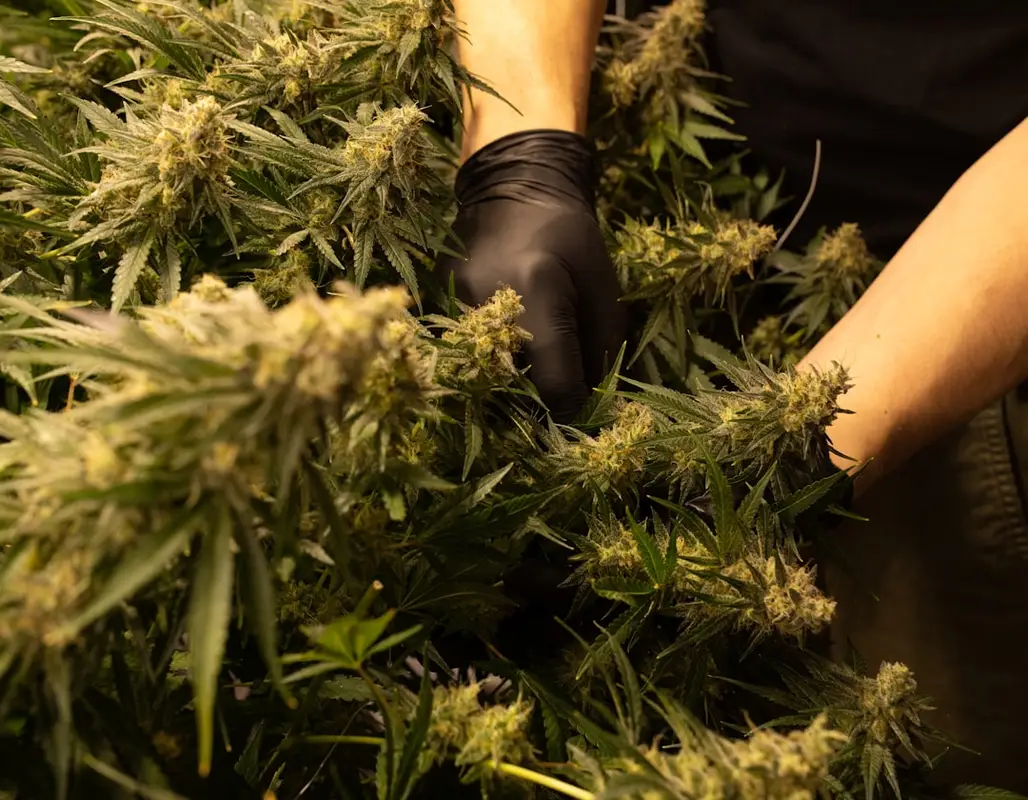 much cbd for cbd for beginners: what dosage is right for you?
