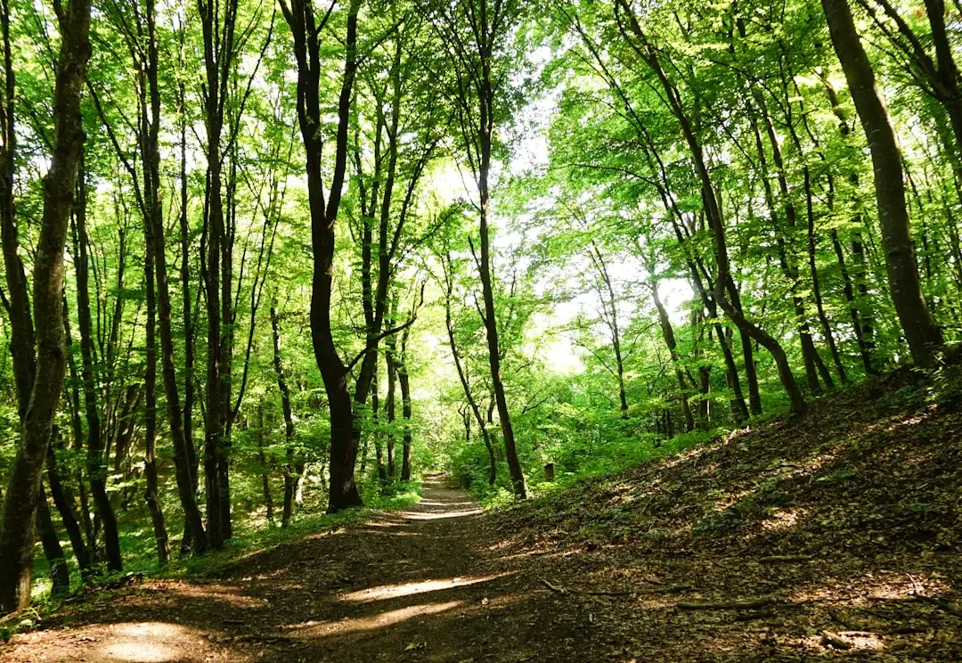 natural for finding the best cbd oil for anxiety in 2025: a practical guide