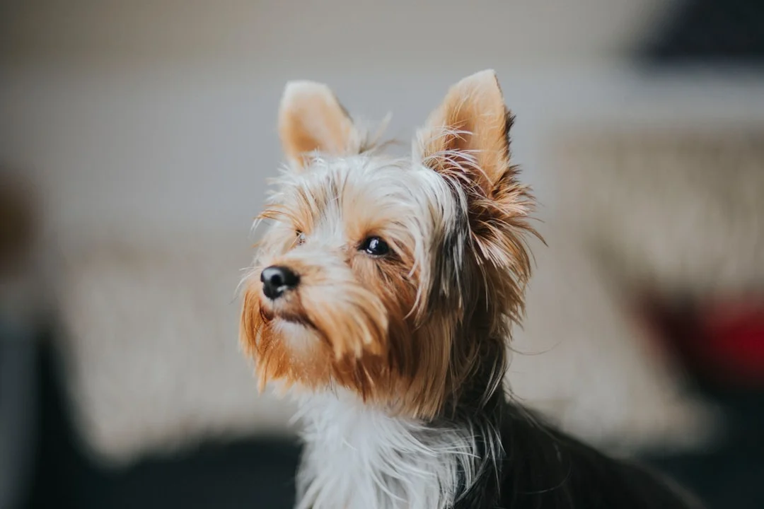 Pet anxiety cbd in The Best Organic CBD Oil for Pets: A Comprehensive Guide pet anxiety cbd for the best organic cbd oil for pets: a comprehensive guide