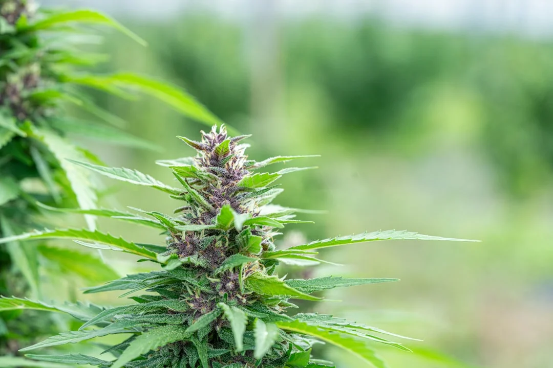Thc cbd in Delta 9 vs CBD: Untangling the Differences for Wellness thc cbd for delta 9 vs cbd: untangling the differences for wellness
