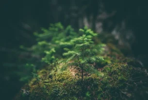 natural for sleepless nights be gone! my guide to healthy habits for...