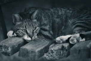 relaxation for essential oils vs cbd for relaxation: my personal journey to calm