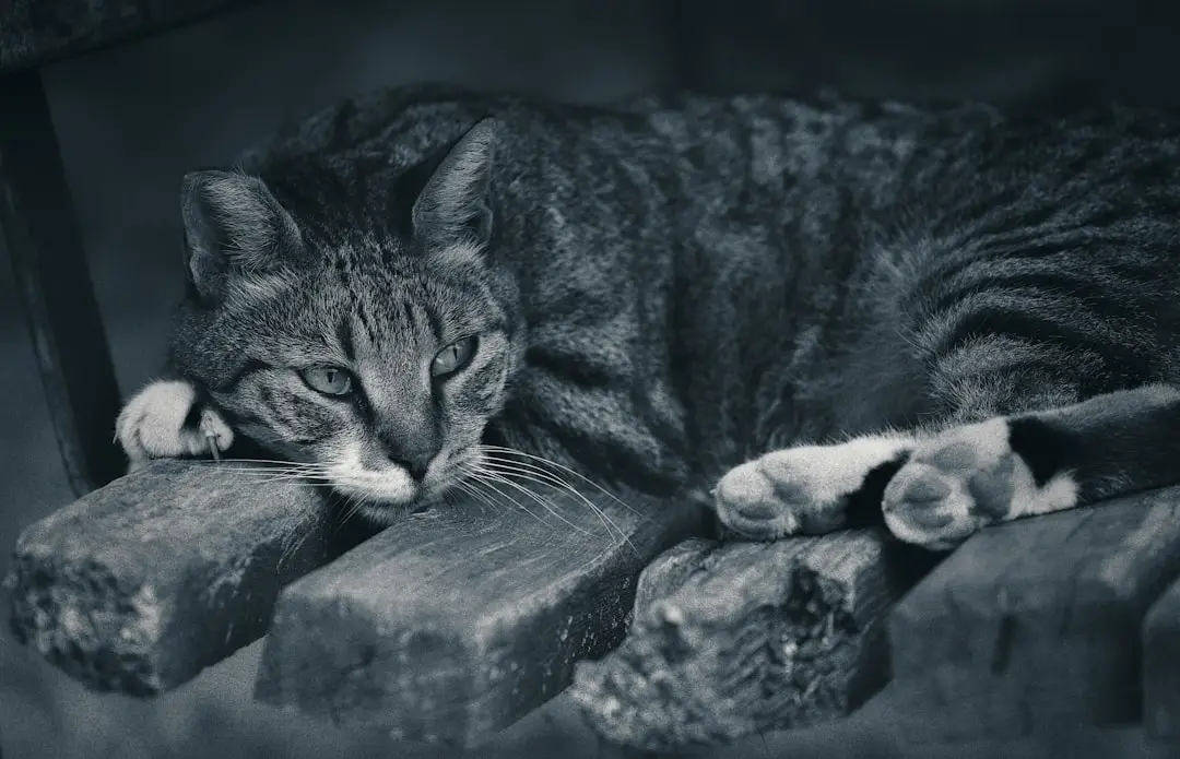 relaxation for essential oils vs cbd for relaxation: my personal journey to calm